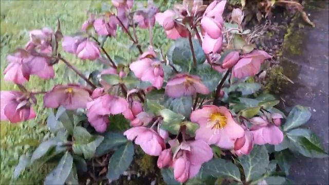 Helleborus 
