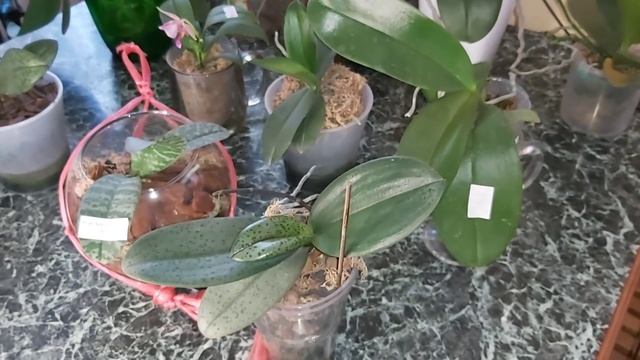 Мои ОСОБЕННЫЕ ОРХИДЕИ не купишь в магазине/ а где же их купить ?/ как они растут ? смотреть онлайн