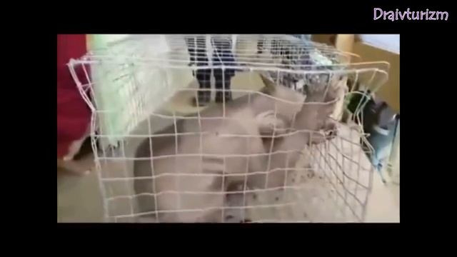 Чупакабра поймана в Китае!!! смотреть онлайн