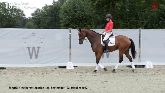 Herbst-Auktion Lot 18 Juliet Stute v. Jovian - Fidermark смотреть онлайн