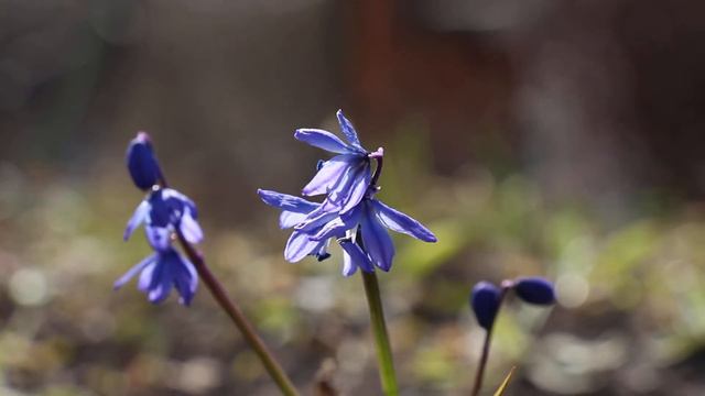 ПЕРВОЦВЕТЫ ФУТАЖ смотреть онлайн