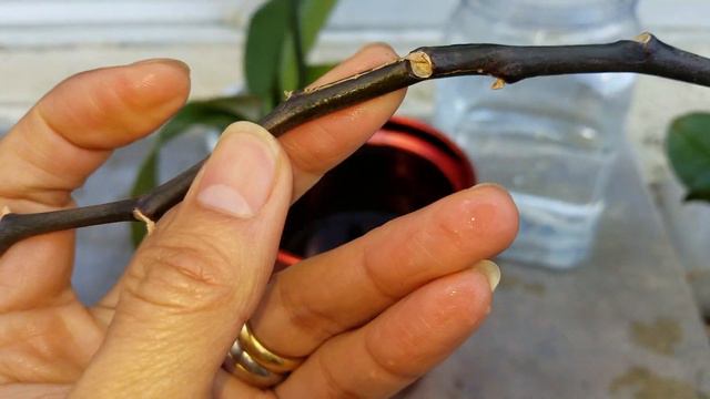 How To Repotting, Reblooming & Feeding Phalaenopsis Orchid Plant! 2 20 2019 смотреть онлайн