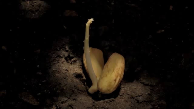 La naissance d'un arbre смотреть онлайн