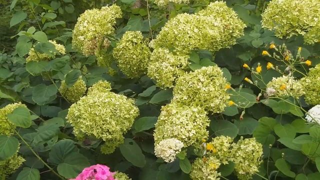 Самба черного мотылька у пленительного цветка. смотреть онлайн
