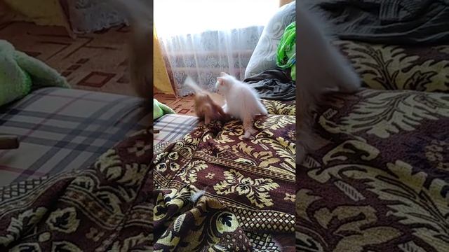 Это надо видеть))) смотреть онлайн