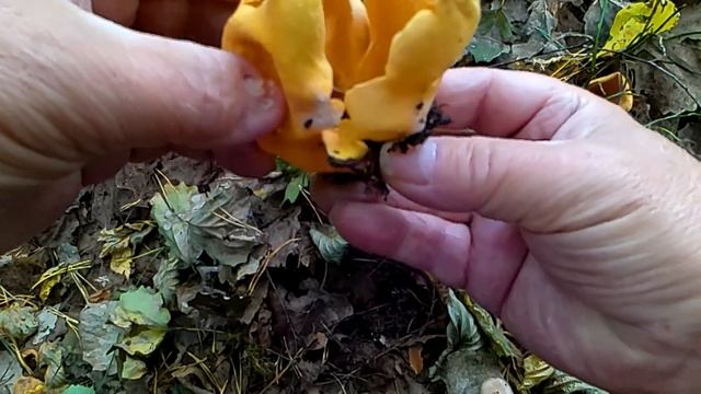 Повстречал незнакомый гриб. смотреть онлайн