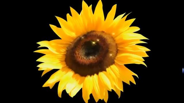 ПОДСОЛНУХ. ХООПОНОПОНО !!! TOOLS HOOPONOPONO !!! SUNFLOWER !!!