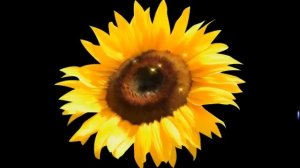 ПОДСОЛНУХ. ХООПОНОПОНО !!! TOOLS HOOPONOPONO !!! SUNFLOWER !!!