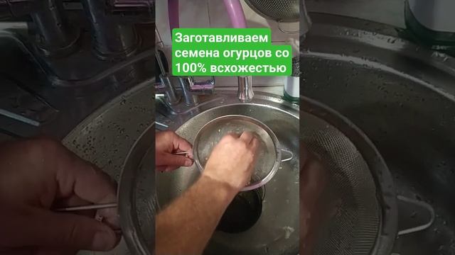 Заготавливаем семена огурцов со 100% всхожестью #огурцы #семена #дача #сад #огород смотреть онлайн