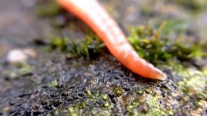 Движение "дождевого червя"  HD