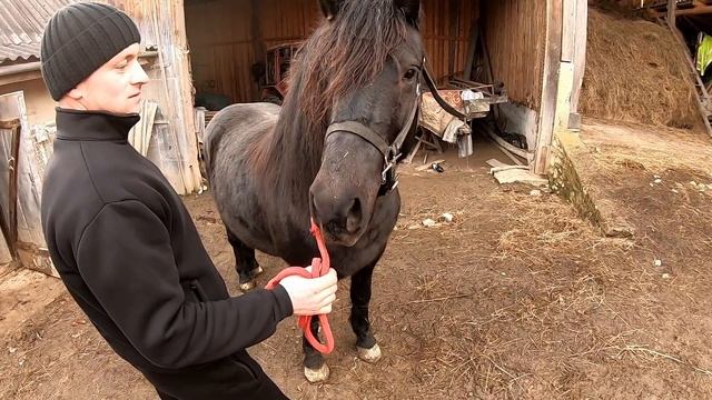 ПРОДАНИЙ!!! ВОРОНИЙ КРАСАВЧИК НА ПРОДАЖУ/КОНІ В УКРАЇНІ!!! смотреть онлайн