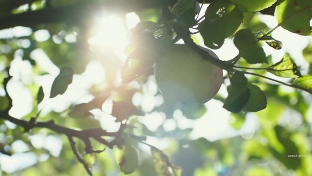 Запах старости или почему пожилые люди пахнут? смотреть онлайн