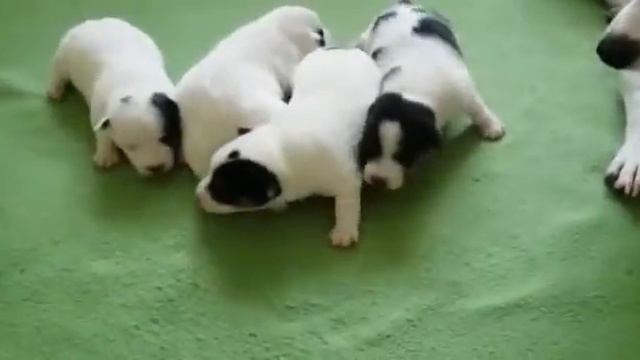 ДЖЭК РАССЭЛ ТЕРЬЕР!!! смотреть онлайн