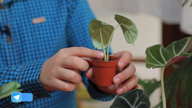 Алоказия Дракон Dragon Scale смотреть онлайн