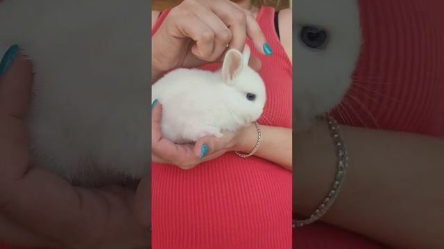 Шикарная блондинка породы гермелин ❤️ смотреть онлайн