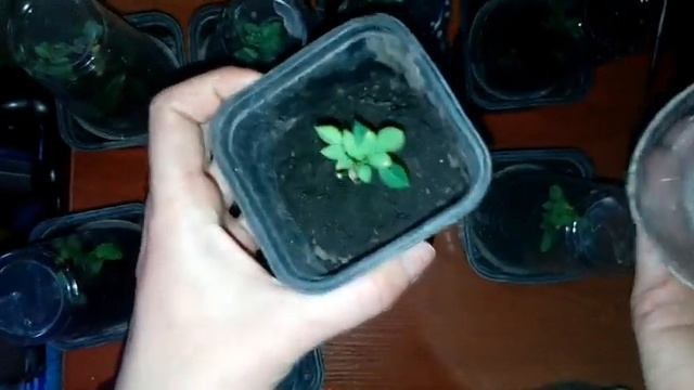 Черенкование розы микс. Черенки комнатной розы 3 недели. смотреть онлайн