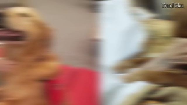 THE SMARTEST DOG BREEDS In The World смотреть онлайн