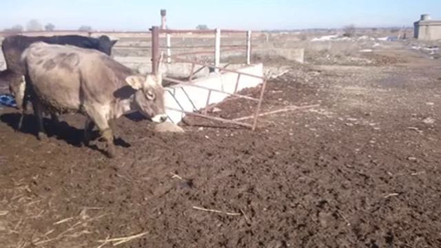 Как в одном загоне держат Лошадей и Быков смотреть онлайн