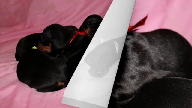 самая длинная собака смотреть онлайн