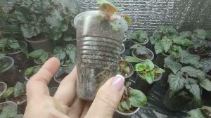 Обязательно сделайте так для сеянцев бегоний после пикировки. Бегония растет быстро как на дрожжах.