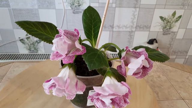 ГЛОКСИНИЯ АО РОЗОВАЯ ФИЕРИЯ. смотреть онлайн