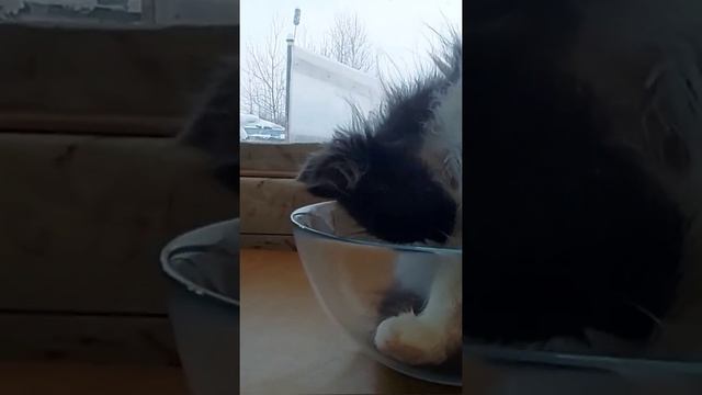 Котёнок в миске. Котёнок Кузя шеф повар. смотреть онлайн