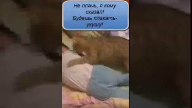 Как успокоить ребенка знает кот смотреть онлайн