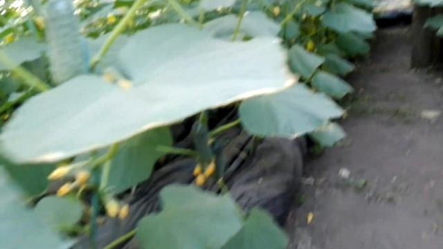 огурец ленара на 28 августа смотреть онлайн