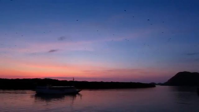 Komodo Kalong Island Flying Fox смотреть онлайн