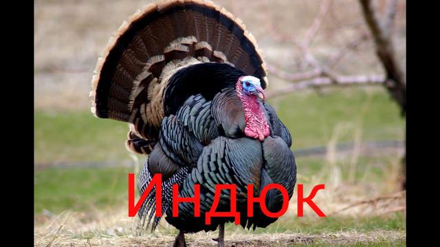 Развивающие видео для детей. Учим домашних животных и их звуки. Голоса животных .Мультик для дете смотреть онлайн