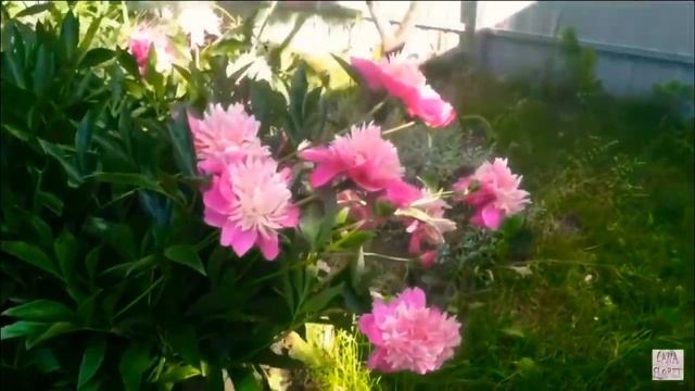 Какая у меня дача? Зелёный рай для цветов в июле смотреть онлайн