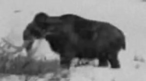 Реальное видео настоящего мамонта снятого в Якутии в 1943 г.