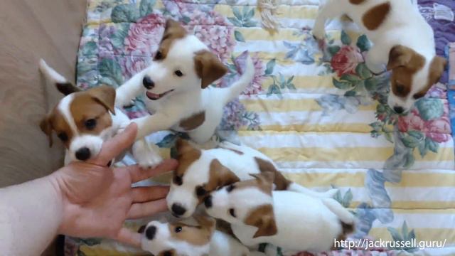 Щенки (1.5 месяца) Джек Рассел терьера КСУ - Игры с рукой смотреть онлайн