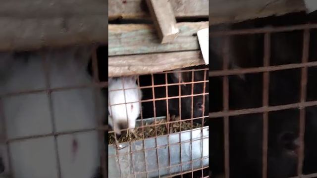 Кормление кроликов резанным сеном из банки смотреть онлайн
