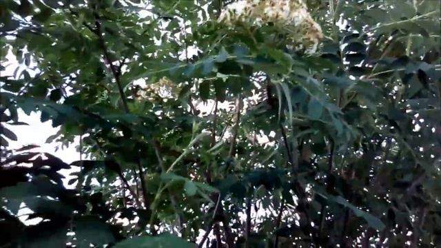 Любимая дача!Обзор кухни,обзор пруда,что цветет,дачные работы!!! смотреть онлайн