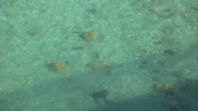 Fly Fishing Slovenia Agosto 2011.mov смотреть онлайн