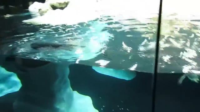? ПИНГВИНЫ из Антарктики за стеклом! 12 тонн искуственного снега ❄️ Смотрим с детьми! смотреть онлайн