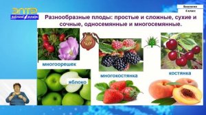 6-класс | Биология  | Класс двудольные растения. Семейство крестоцветные. Семейство розоцветные