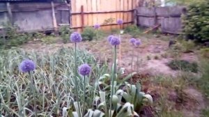 Анзур или лук Суворова