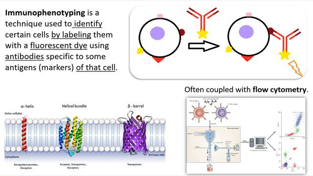 Immunophenotyping In 60 Seconds смотреть онлайн