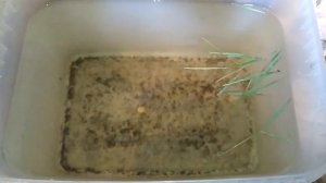 Гаммарус бокоплав мормыш в аквариуме часть-2