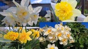 Нарциссы! Красивые и такие разные. С названиями сортов.