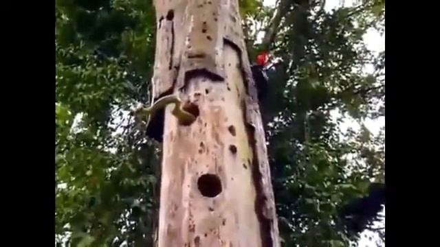 Дятел нашел змею смотреть онлайн