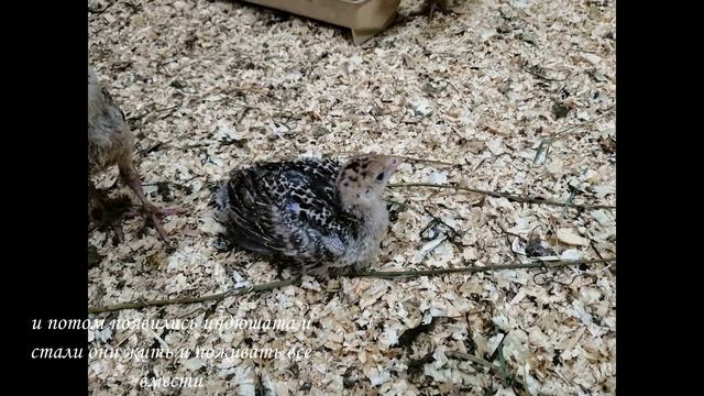 Расширение фермы с курами и индюками смотреть онлайн