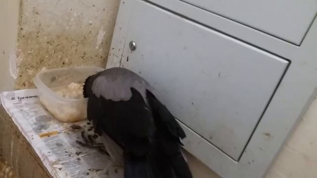 У ПРИРОДЫ НЕТ ПЛОХОЙ ПОГОДЫ... 18 06 20... смотреть онлайн