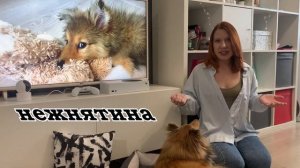 ТОП-5 НЕДОСТАТКОВ породы ШЕЛТИ