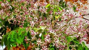 Она сидела на полу и груду писем разбирала. Фёдор Тютчев (слушать стихи)