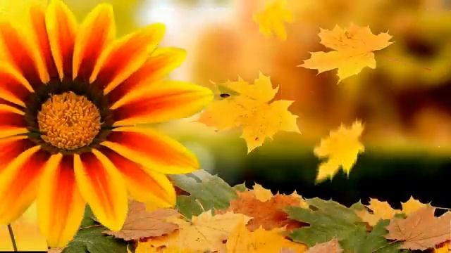 Здравствуй осень золотая!!! смотреть онлайн