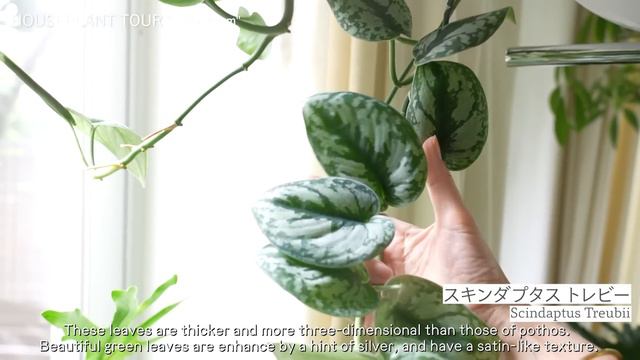 #37 私の植物コレクションを全部ご紹介! HOUSEPLANT TOUR 〜リビングルーム編〜