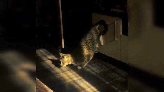 ИЮЛЬ #8/ СМЕШНЫЕ КОШКИ, СОБАКИ 2021 И ДРУГИЕ ЖИВОТНЫЕ/10 МИНУТ СМЕХА/СМЕШНЫЕ ЖИВОТНЫЕ 2021 смотреть онлайн